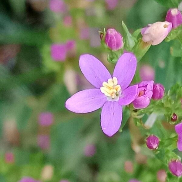 Centaurium erythraea 花