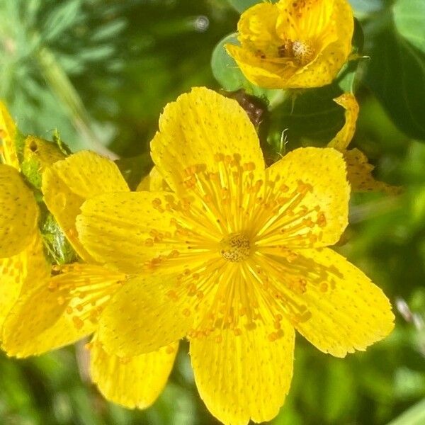 Hypericum richeri Çiçek