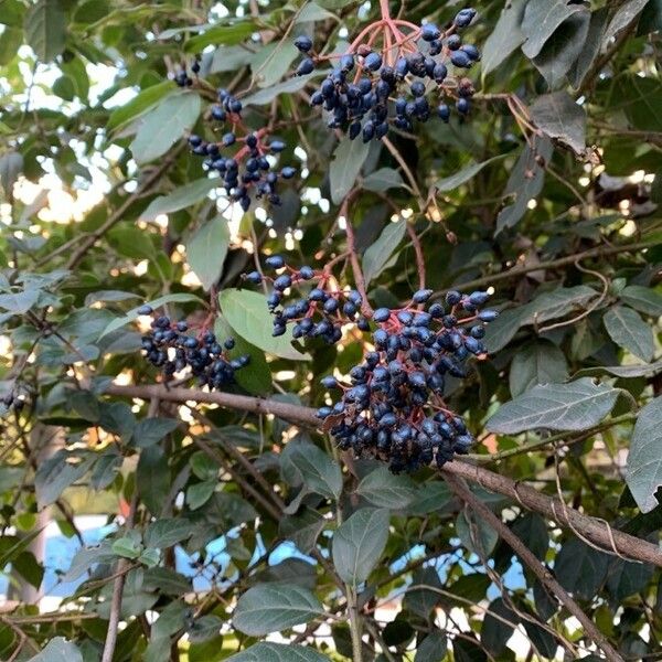 Viburnum tinus Fruchs