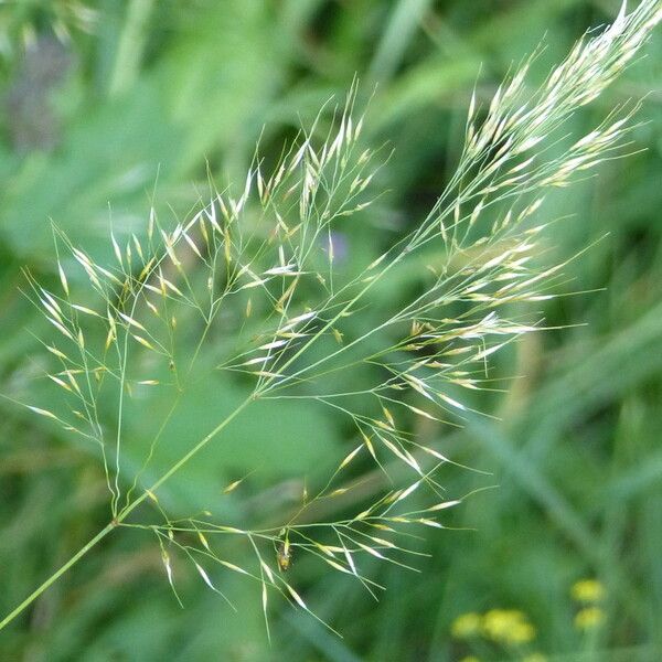 Trisetum flavescens Habit