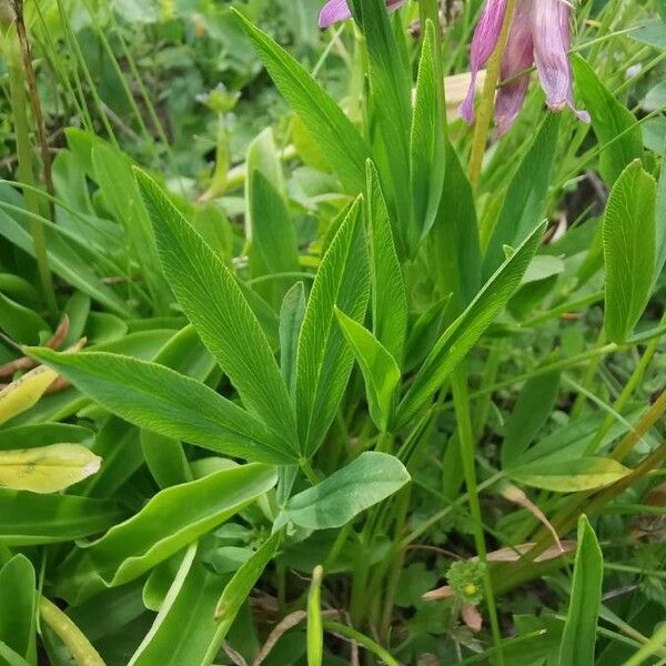 Trifolium alpinum Blad