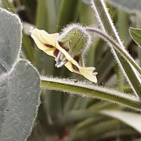 Physalis peruviana Blomst