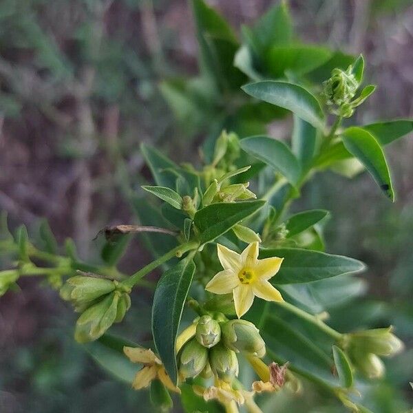 Cestrum parqui 花