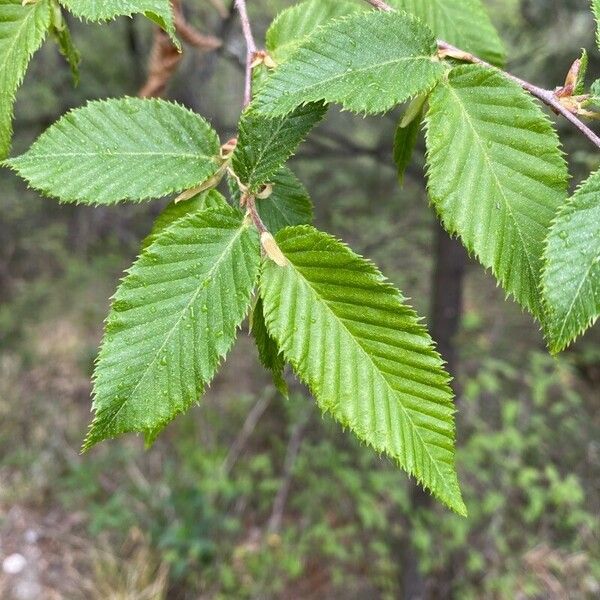 Ostrya carpinifolia Leaf