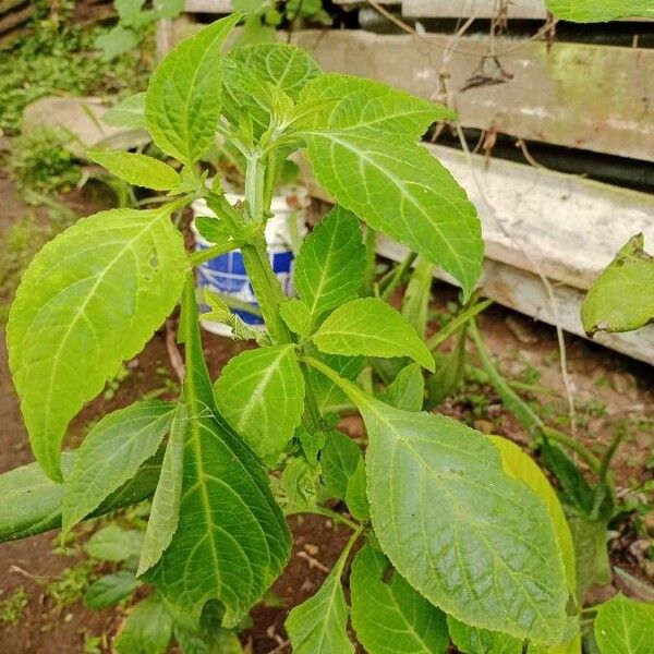 Salvia divinorum Deilen