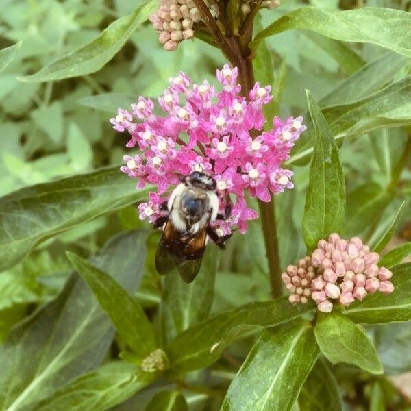 Asclepias incarnata Květ