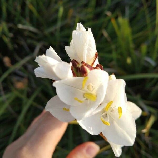 Sagittaria lancifolia Flower