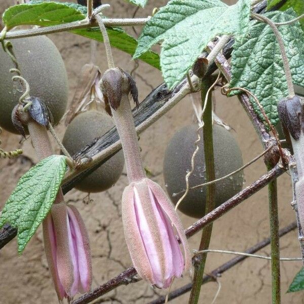 Passiflora tripartita Květ