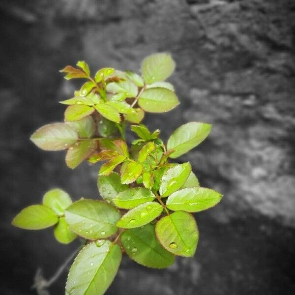 Rosa sempervirens Leaf