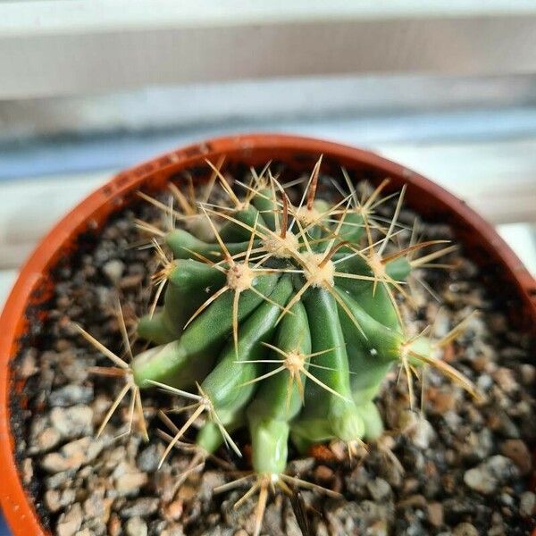 Ferocactus emoryi Ліст