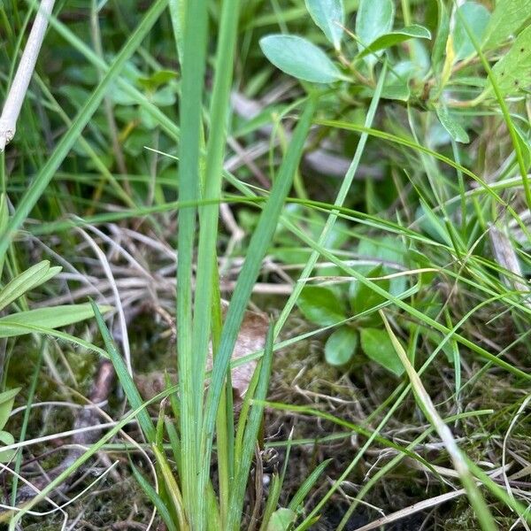 Sisyrinchium montanum পাতা