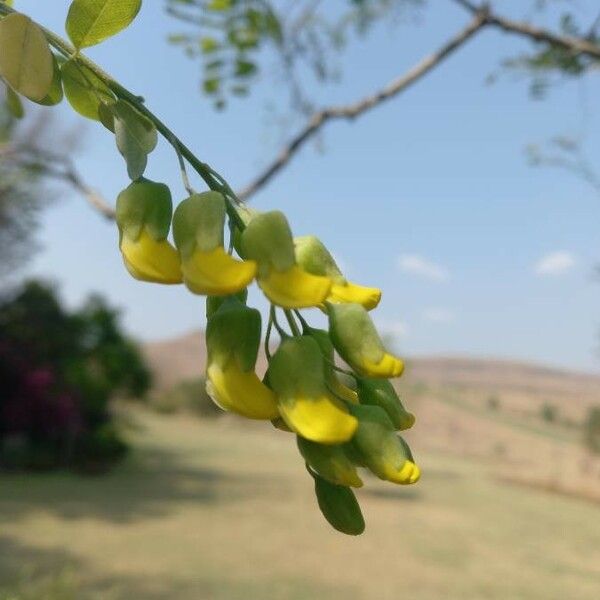 Calpurnia aurea Flor