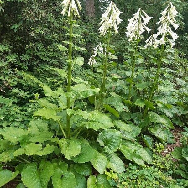 Cardiocrinum giganteum Hábito