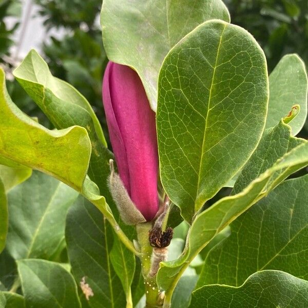 Magnolia liliiflora फूल