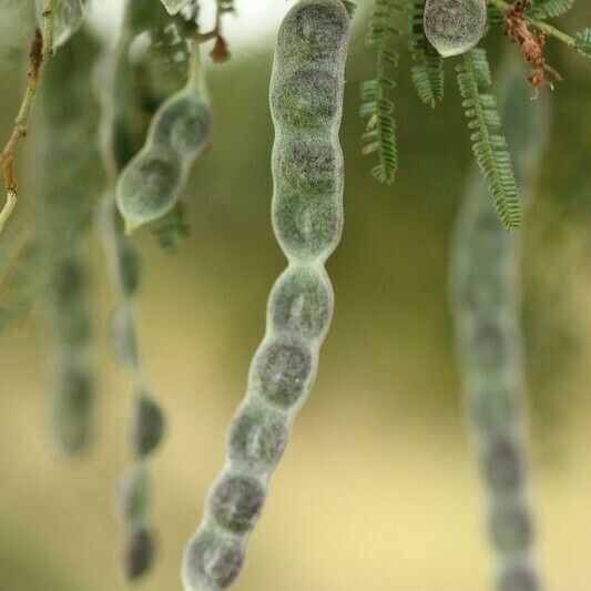 Acacia mearnsii Autre