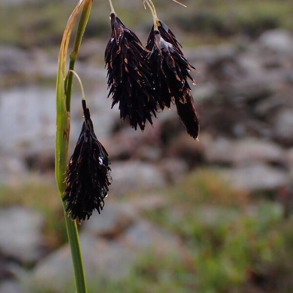 Carex atrofusca Fruit