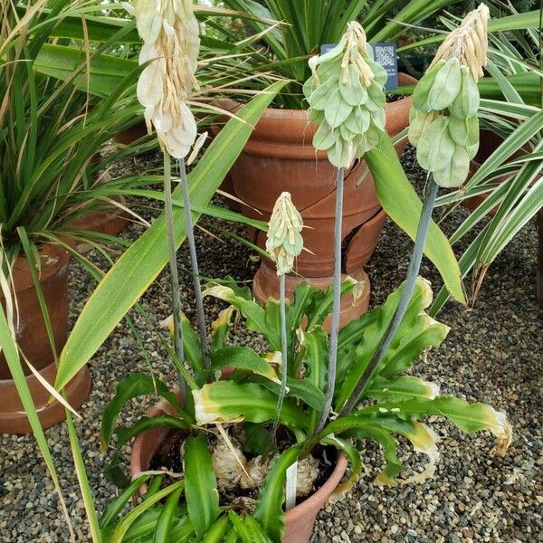 Veltheimia bracteata Hábitos