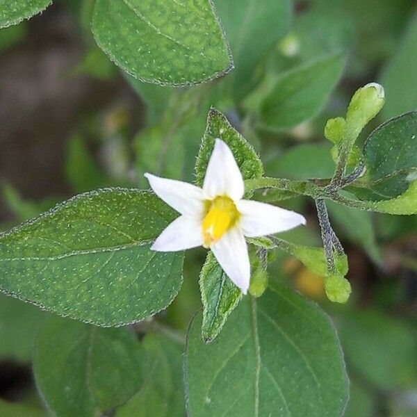 Solanum nigrum Λουλούδι