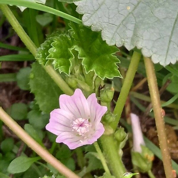 Malva neglecta Kukka