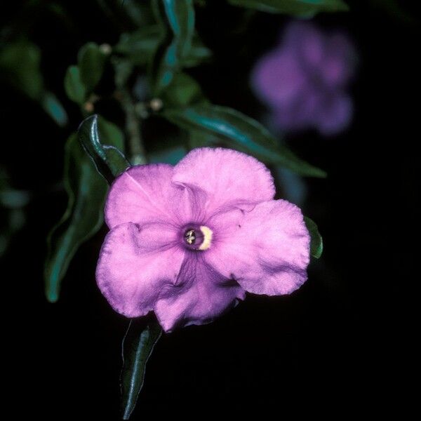 Brunfelsia uniflora Lorea