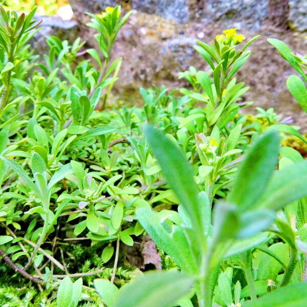 Alyssum alyssoides Hábitos