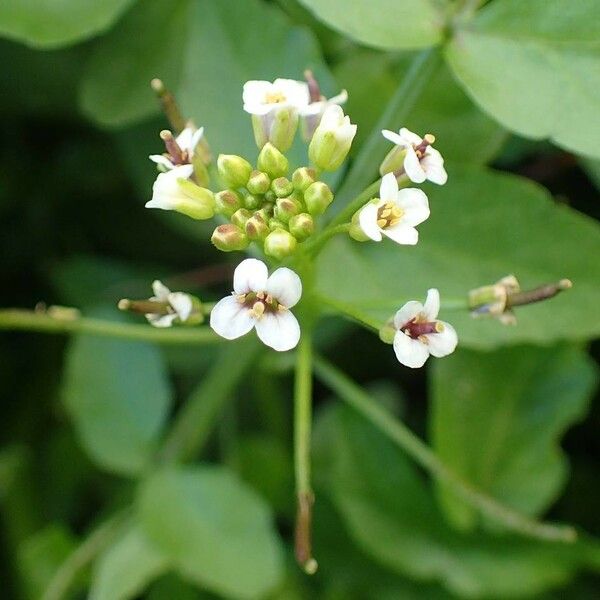 Nasturtium officinale Blomma