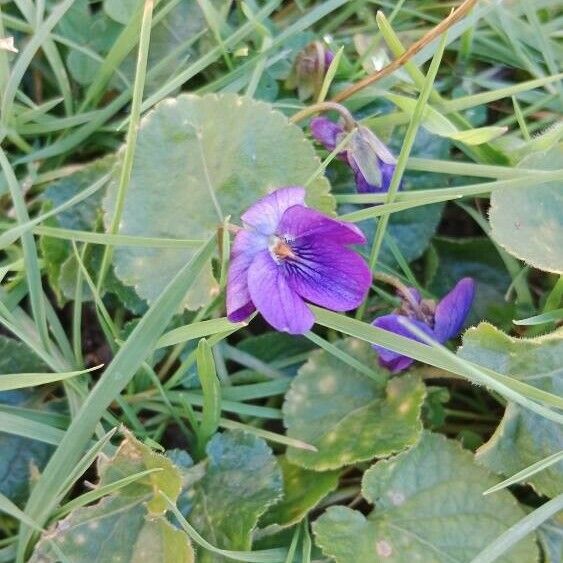 Viola odorata Květ