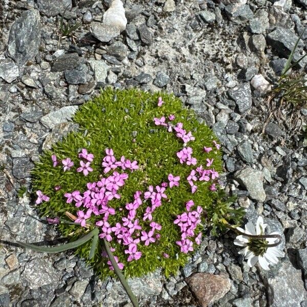 Silene acaulis Blomst