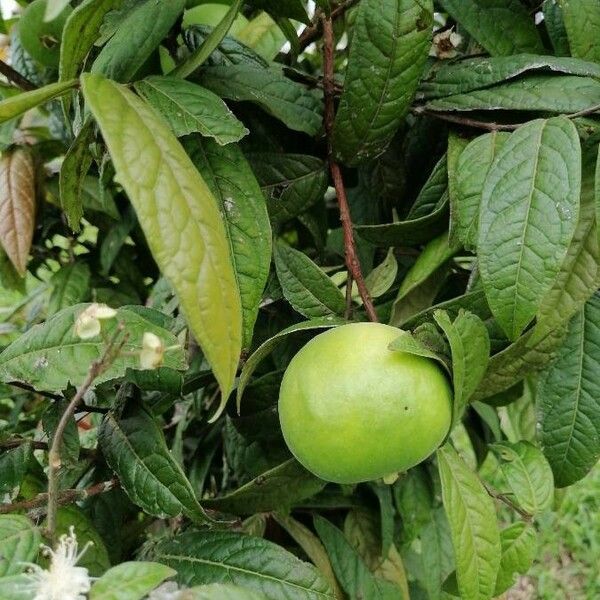 Eugenia stipitata Fruit