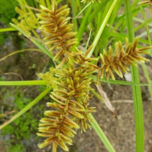 Cyperus esculentus Õis