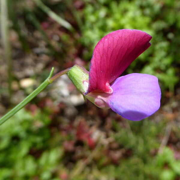 Lathyrus clymenum Flower