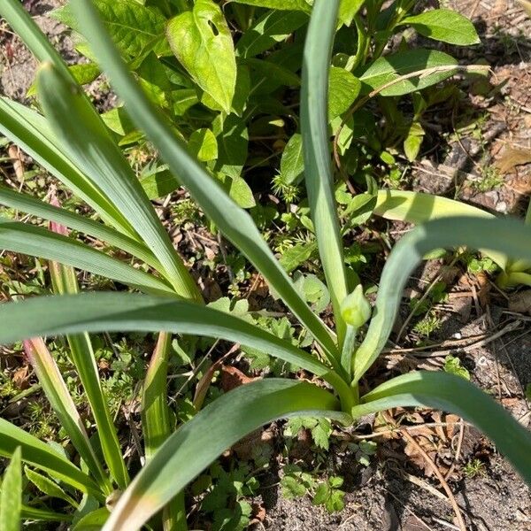 Allium flavum পাতা