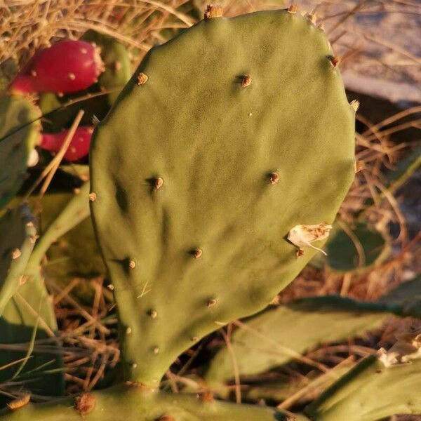 Opuntia ficus-indica 葉