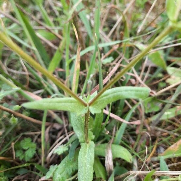 Valeriana eriocarpa Liść