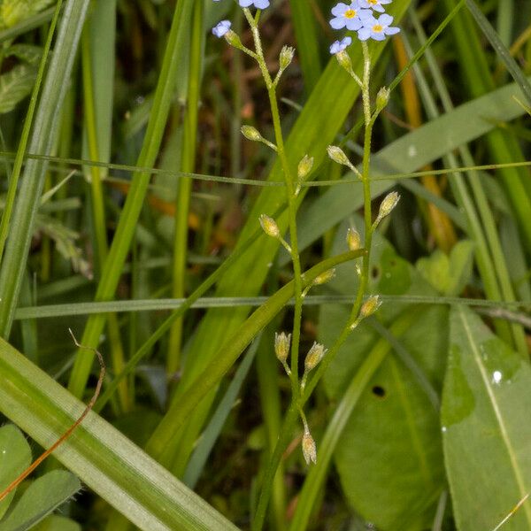 Myosotis scorpioides Облик