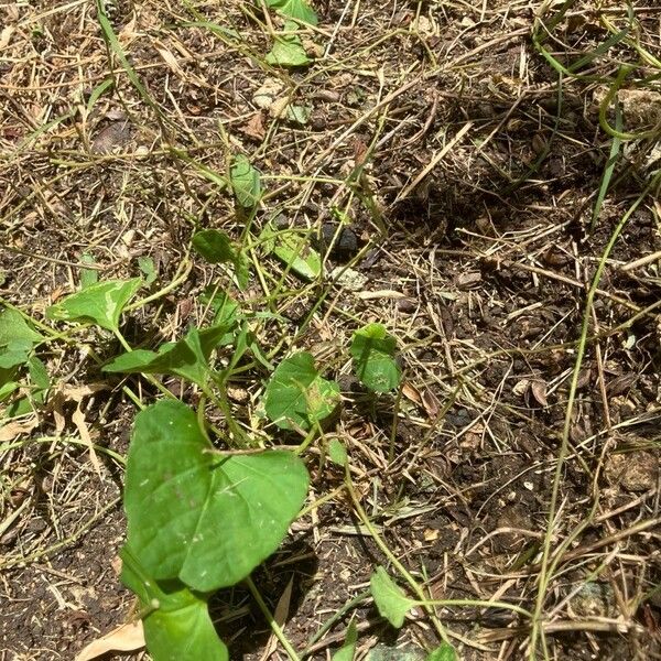 Ipomoea lacunosa 葉