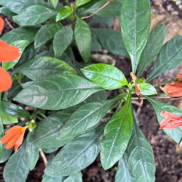 Crossandra infundibuliformis পাতা