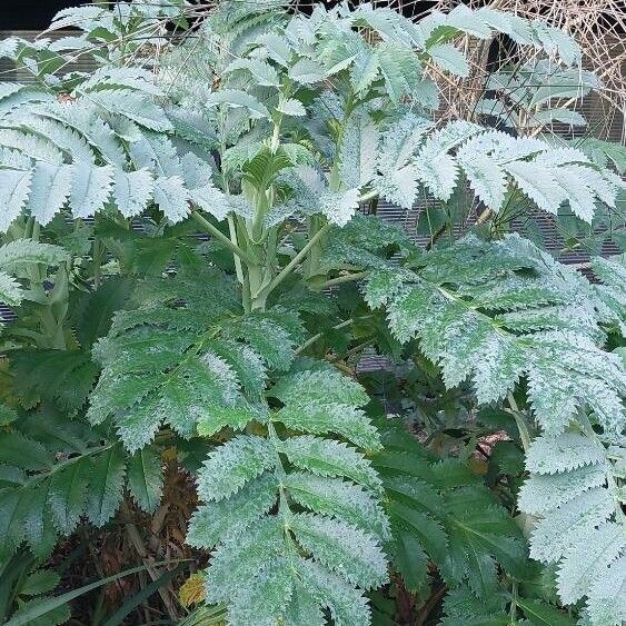 Melianthus major Blatt