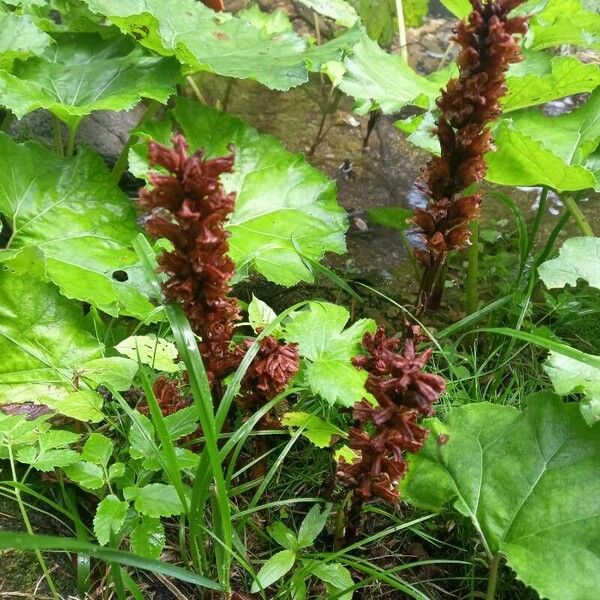 Orobanche flava Bloem