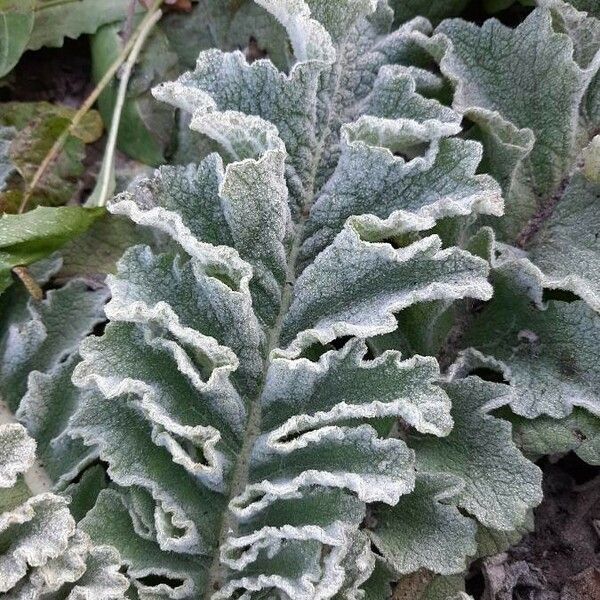 Verbascum sinuatum Yaprak