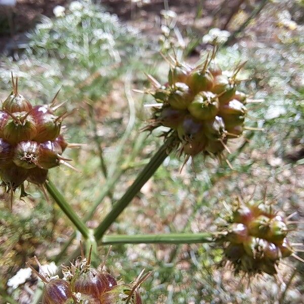 Oenanthe globulosa Frutto