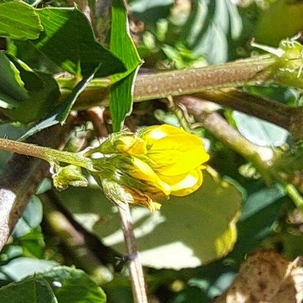 Medicago polymorpha Květ