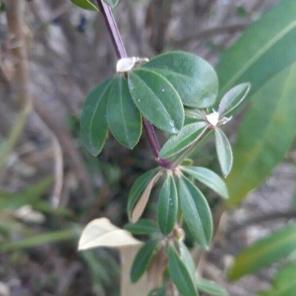 Rubia peregrina Blatt