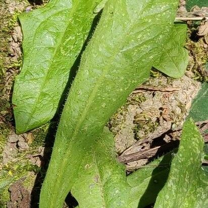 Hypochaeris achyrophorus Yaprak