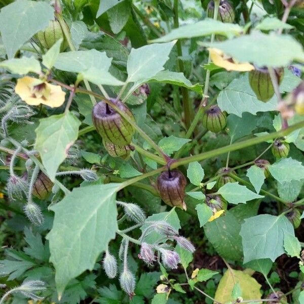 Physalis philadelphica পাতা