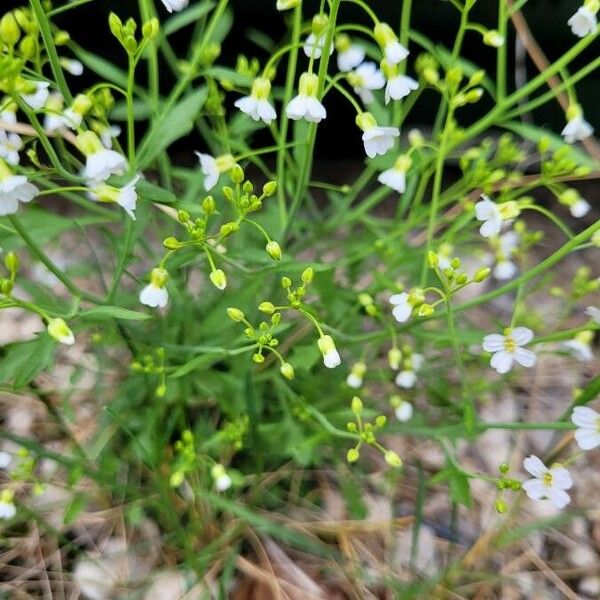 Arabis alpina Blomst