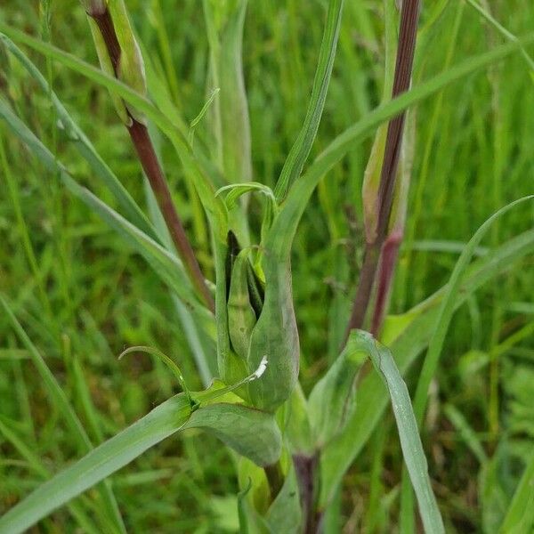 Tragopogon pratensis 叶