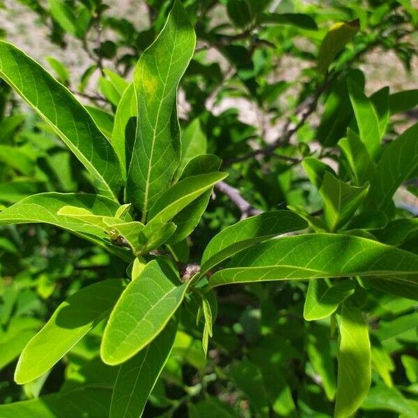 Annona squamosa Folha