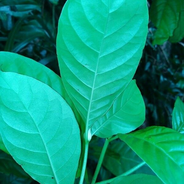 Psychotria carthagenensis Leaf