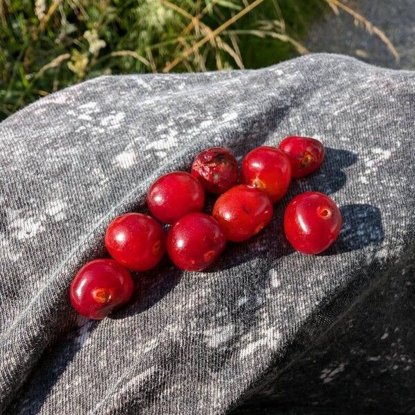 Prunus cerasus Fruit